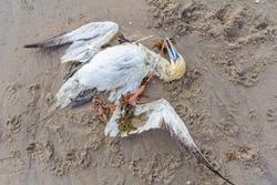 dead northern gannet trapped in plastic fishing net washed ashore on Kijkduin beach The Hague