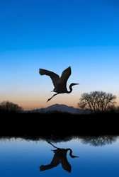 Silhouetted Snowy Egret flying at sundown over quiet Winter pond on wildlife refuge, Mount Diablo in bacground, San Joaquin Valley, California