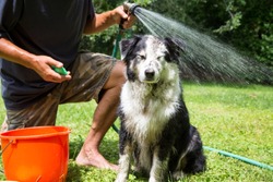 Humorous expression on a muddy dog in that second that the hose water hits