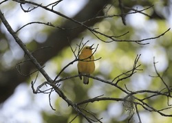 Prothonotary Warbler (protonotaria citrea) calling out from high in a tree