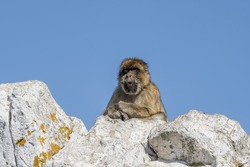 The Rock of Gibraltar -   Barbary macaque