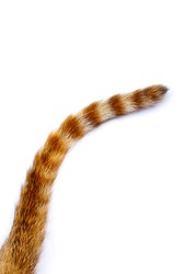 tail of a cat on  white background