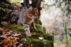 A Siberian tabby cat exploring the dark autumn forest. fairytale character of fall forest