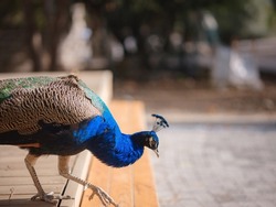 travel to Turkey, Kemer in autumn seasone. famous part of Lycian Way, Goynuk Canyon. Peacock walk trail and posing for tourists