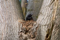Corvus corone. Young carrion crow in the nest in a poplar.