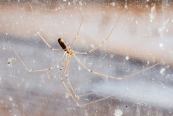 Pholcus phalangioides. Long-legged spider.