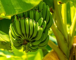 Bunch of ripe bananas on tree. Agricultural plantation