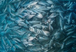 Fish farming,aquaculture nets. Fishing industry