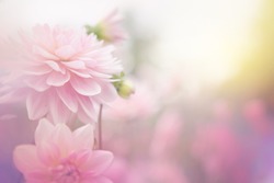 beautiful flowers made with color filters 