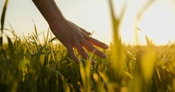 Human  man's hand moving through green field of the grass. Male hand touching a young  wheat  in the wheat field while sunset.   Boy's hand touching wheat during sunset.