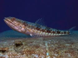 Variegated Lizardfish (Synodus variegatus) in the Red Sea, Egypt