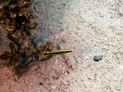 A Yellowback Dottyback (Pseudochromis flavivertex) in the Red Sea, Egypt