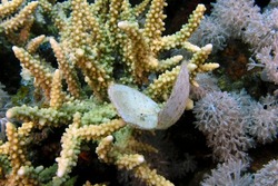 An open sea shell on a piece of hard coral in the Red Sea, Egypt