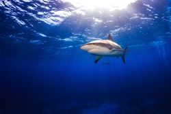 Caribbean reef shark swimming under the surface with sunbeams and a sunburst in Bahamas