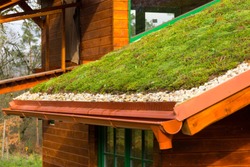 Wooden house with extensive green ecological living sod roof covered with vegetation mostly sedum sexangulare, also known as tasteless stonecrop