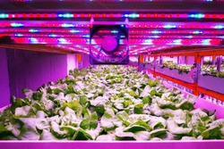 Ventilator and special LED lights belts above lettuce in aquaponics system combining fish aquaculture with hydroponics, cultivating plants in water under artificial lighting, indoors