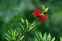 red bottlebrush in bloom in a nature