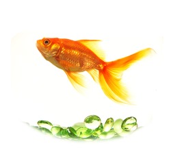 isolated gold fish over green glasses without bowl