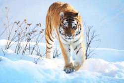 Tiger in the snow in the winter