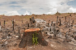 Slash and burn cultivation, rainforest cut and burned to plant crops, Thailand
