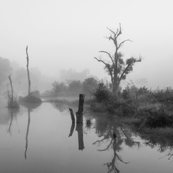 Black and white, Forest swamp scene