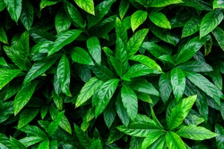Tropical leaves and nature background
