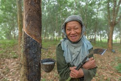 Old farmer smile in rubber plantation
