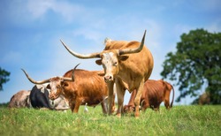 Texas longhorn cattle grazing on spring pasture. Blue sky background with copy space.