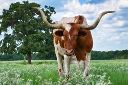 Closeup of Texas Longhorn grazing on the meadow