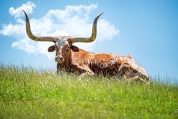 Texas longhorn lying down in the grass against blue sky with white clouds background. Copy space.