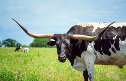 Texas longhorn grazing on the pasture. Blue sky background with copy space.