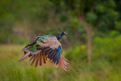 Flying Indian peafowl (Pavo cristatus) in real nature with wings down at Pranburi National Park,Thailand