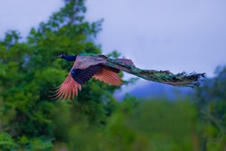 Male Indian peafowl, Blue peafowl(Pavo, cristatus) flying action in real nature in Thailand