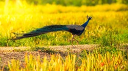 Male Indian peafowl, Blue peafowl(Pavo, cristatus) running in real nature in Thailand