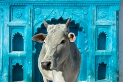 Indian holy cow in front of the tipical Indian house, Orchha, Madhya Pradesh, India