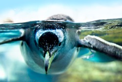 Penguin is under water looking at camera