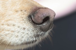 Close-up of light brown dog's nose and snout. Dog training, detection dog or sniffer dog, senses and smell concepts.