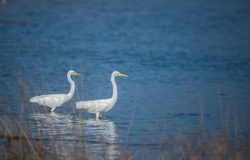 Couple of White Egret standing in Blue water