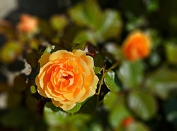 Beautiful yellow rose with blurry background