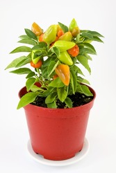 hot chili peppers, plant