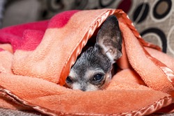 Closeup of a  sad chihuahua dog under the blanket at home