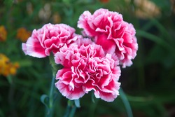 Pink Dianthus caryophyllus, carnation or clove pink,  species of Dianthus