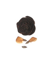 Seed of Cedar Wood Rose Cone, cedrus deodara cone on white  background