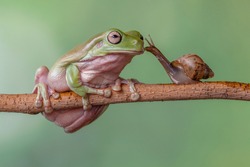 the story about frog prince, friendship of snail and frog