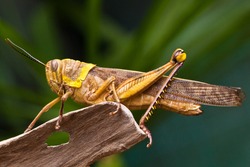 yellow grasshopper perched on woods