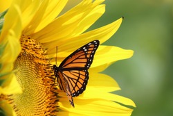 Monarch on a sunflower