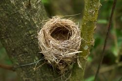  bird's nest on the tree