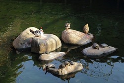 several turtles . ducks bask in the sun on the rock