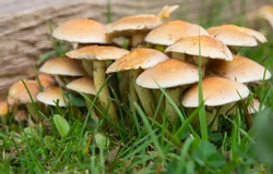 Hypholoma Fasciculare (Sulphur Tuft) Fungi growing on old wood in garden