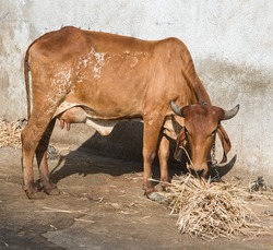 Gir or Gyr Cow originated in India. This breed is used to breed other cattle such as Brahaman in US, and in improvement of Red Sindhi and Sahiwal breed in India